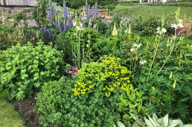 Flower bed in bloom