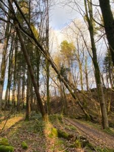 A leaning tree in Ridding Wood