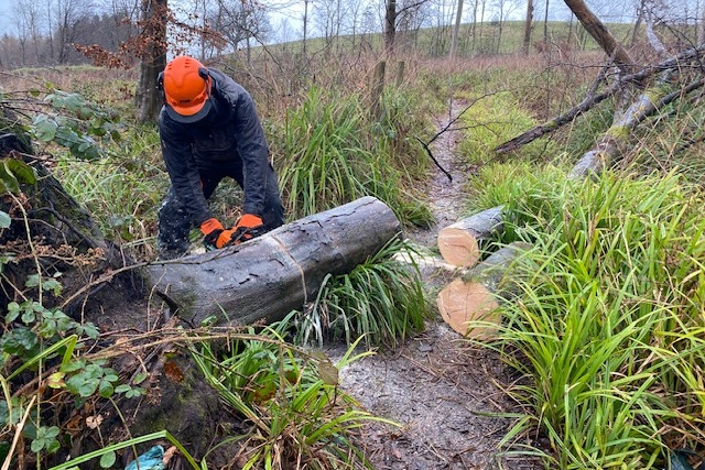 Clearing the path through Ridding Wood of fallen trees