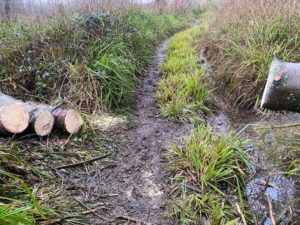 Cleared footpath in Ridding's Wood